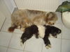 Bearded Collie Foto: Oscar & Carrie bei ihrem nächtlichen Kuschelmarathon (ID 24633) Bearded Collie Hund