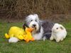Bearded Collie Foto: Desmond, 11 Monate. Das wunderbare Wesen der Bearded Collies, ihr Witz, ihr Charm und der warmherzige Ausdruck ihrer Augen sind es, die uns so begeistern. Zur Zeit leben 5 Beardies im Alter von 1Jahr bis fast 13 Jahren in unserem Haushalt. Wir sind sehr froh, dass sie Tisch und Bett mit uns teilen! Wir freuen uns immer über netten Besuch!Telefonisch sind wir unter 03 49 27/2 11 33 zu erreichen. Haben Sie noch Fragen? Ich beantworte Sie Ihnen gern! (ID 20376) Bearded Collie Hund