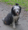 Bearded Collie Hund