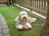Bearded Collie Foto: Bella an ihrem 3. Geburtstag (ID 17640) Bearded Collie Hund