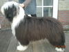 Bearded Collie Hund