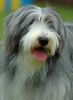 Bearded Collie Foto: Beardie auf einer Ausstellung (ID 23624) Bearded Collie Hund
