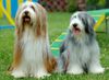 Bearded Collie Foto: Beardies auf einer Ausstellung (ID 23625) Bearded Collie Hund
