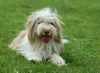 Bearded Collie Foto: Beardie (ID 23628) Bearded Collie Hund