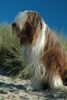 Bearded Collie Hund