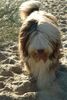 Bearded Collie Hund