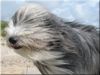 Bearded Collie Foto: Unser Buddy Urlaub in Dänemark (ID 28447) Bearded Collie Hund
