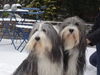 Bearded Collie Hund