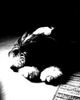 Bearded Collie Foto: Unsere kleine EMMA (ID 10440) Bearded Collie Hund