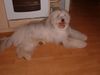 Bearded Collie Foto: Emil 1 1/2 Jahre aus Lahnau in Hessen (ID 22446) Bearded Collie Hund