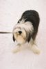 Bearded Collie Foto: Sweeper (ID 8083) Bearded Collie Hund
