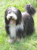 Bearded Collie Hund