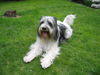 Bearded Collie Hund