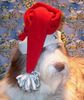 Bearded Collie Foto: Frohe Weihnachten wünscht allen Hundefreunden,Happy-Bearded`s Pinky (ID 1511) Bearded Collie Hund