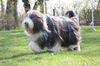 Bearded Collie Hund