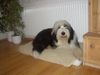 Bearded Collie Foto: Gino (ID 7850) Bearded Collie Hund
