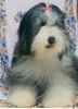 Bearded Collie Foto: Happy-Bearded`s Anuschka (ID 1215) Bearded Collie Hund