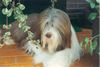 Bearded Collie Foto: Bastian,der Stammvater der Happy-Bearded`s (ID 1216) Bearded Collie Hund