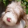 Bearded Collie Foto: Happy Bearded´s Pinky (New Tinkle Bell) unsere Jüngste (ID 1206) Bearded Collie Hund