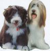 Bearded Collie Foto: Bastian mit Sohn Rocky,der Happy-Bearded`s (ID 1217) Bearded Collie Hund