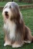 Bearded Collie Foto: Happy-Bearded``s Rocky erwachsen (ID 1218) Bearded Collie Hund