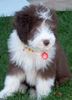 Bearded Collie Foto: Happy-Bearded`s Baby Pinky,Rockys Tochter (ID 1220) Bearded Collie Hund