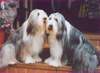 Bearded Collie Foto: Happy-Bearded`s -Lady u.Rocky- (ID 923) Bearded Collie Hund