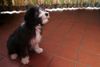 Bearded Collie Hund