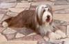 Bearded Collie Foto: Happy-Bearded`s braun-weisse Hündin -Sarah- (ID 922) Bearded Collie Hund