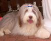 Bearded Collie Foto: Happy-Bearded`s Pinky (ID 4052) Bearded Collie Hund