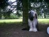 Bearded Collie Foto: Kira,der Liebling von Jens und Judith (ID 21509) Bearded Collie Hund