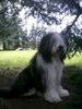 Bearded Collie Foto: Kira,der Liebling von Jens und Judith (ID 21508) Bearded Collie Hund
