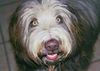 Bearded Collie Foto: Karlson vom Wartberg genannt (ID 4641) Bearded Collie Hund