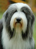 Bearded Collie Hund