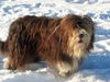 Bearded Collie Hund