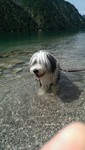 Bearded Collie Hund