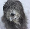 Bearded Collie Hund