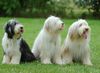 Bearded Collie Foto: Beardies auf einer Ausstellung (ID 23612) Bearded Collie Hund