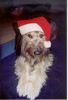 Bearded Collie Foto: Hallo Hundefreunde! Ich habe Euch 'mal ein lustiges Foto von meinem 7 Jahre alten Bearded Collie-Mix (ID 3716) Bearded Collie Hund