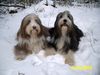 Bearded Collie Foto: Amelie u Wilma im Schnee (ID 19153) Bearded Collie Hund