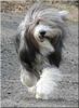 Bearded Collie Foto: Wind im April (ID 30768) Bearded Collie Hund