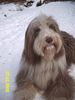 Bearded Collie Foto: Wilma aus Saarbrücken (ID 19154) Bearded Collie Hund