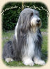 Bearded Collie Hund