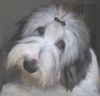 Bearded Collie Foto (ID 17921) Bearded Collie Hund