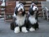 Bearded Collie Hund