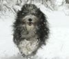 Bearded Collie Hund