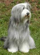 Bearded Collie Hunde Foto 881 Bearded Collie