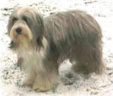 Bearded Collie Hunde Foto 882 Bearded Collie