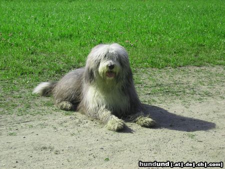 Bearded Collie Hunde Foto 12280 Bearded Collie Sweeper