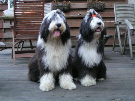 Bearded Collie Scott en Noes 8 maanden